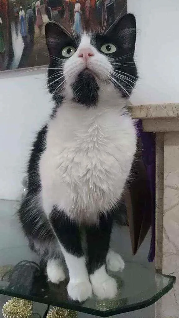 Gato ra a Srd idade 3 anos nome Pitt