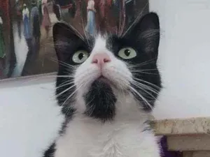 Gato raça Srd idade 3 anos nome Pitt