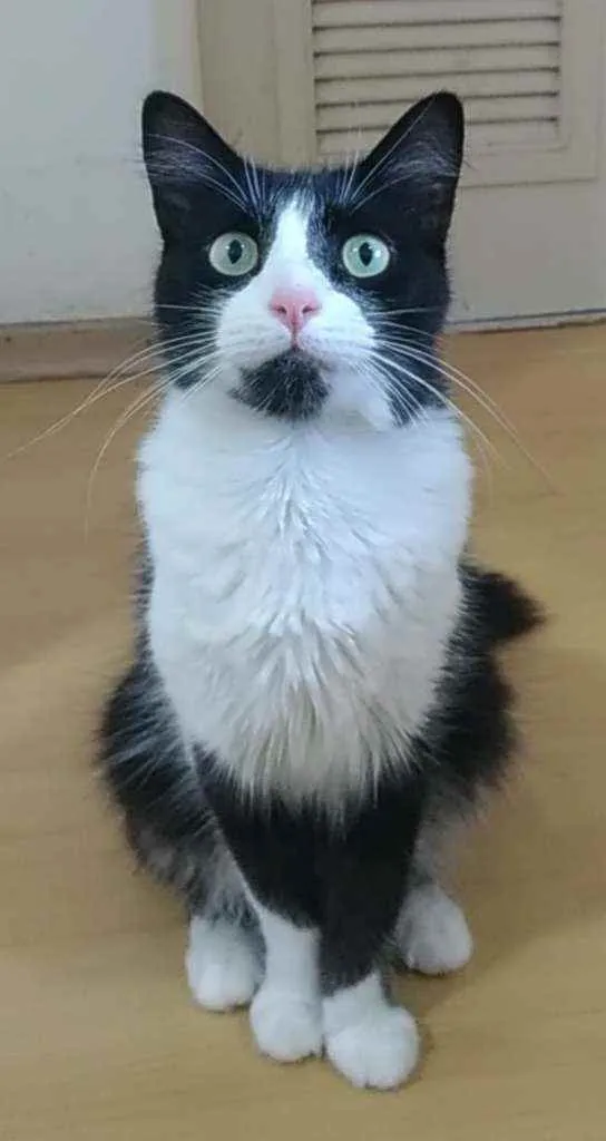 Gato ra a Srd idade 3 anos nome Pitt
