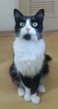 Pitt
