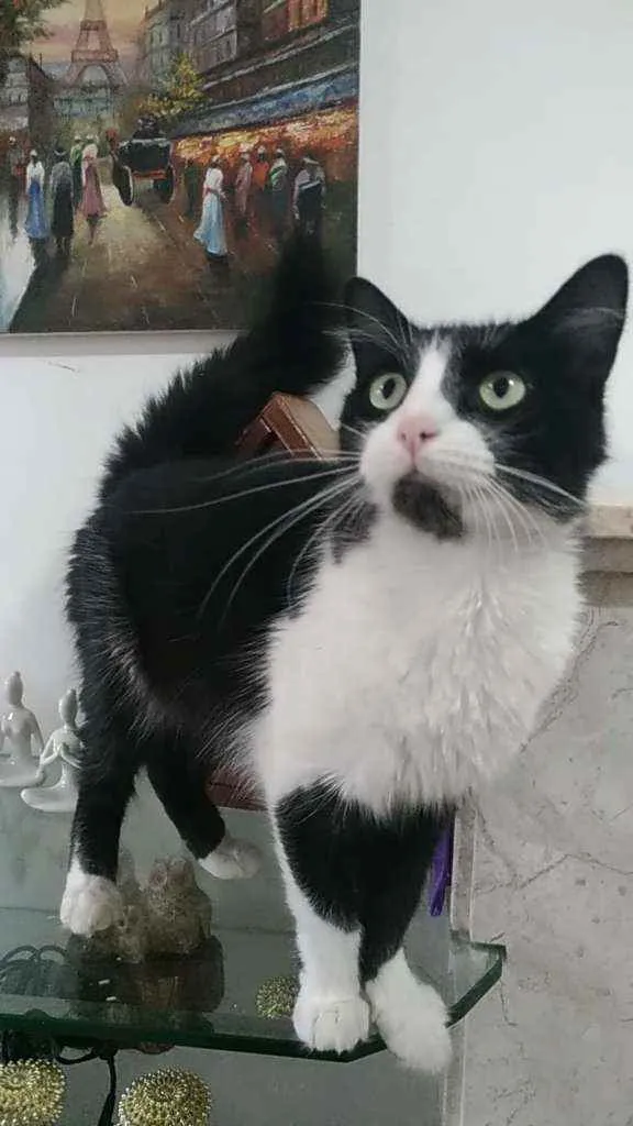 Gato ra a Srd idade 3 anos nome Pitt