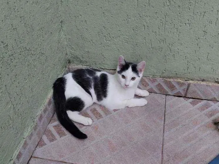 Gato ra a SRD idade 2 a 6 meses nome MIA