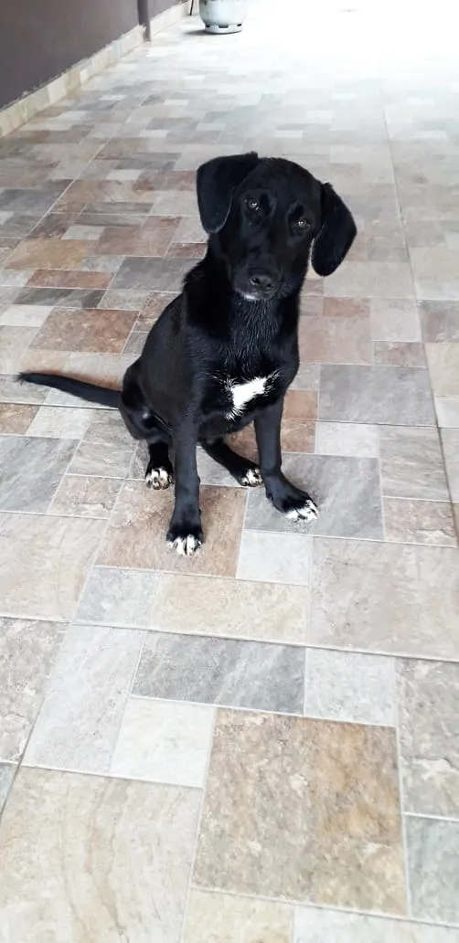 Cachorro ra a  idade 2 a 6 meses nome Jade
