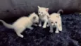Gatos pequenos