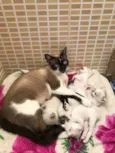 Gatos pequenos