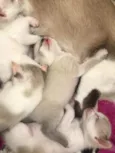 Gatos pequenos