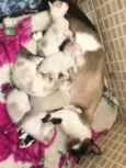 Gatos pequenos