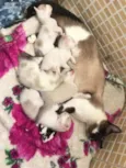 Gatos pequenos