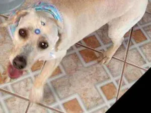 Cachorro raça Srd idade 4 anos nome Mel