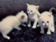 Gatos pequenos