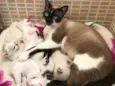 Gatos pequenos