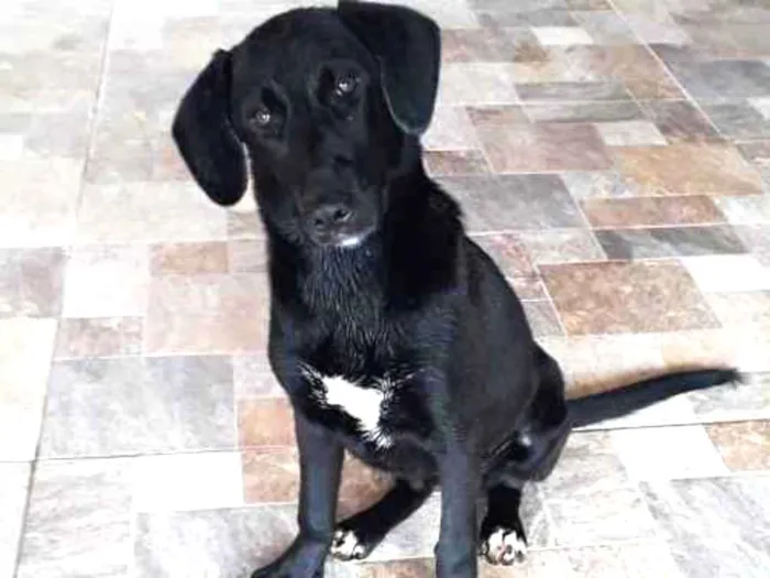 Cachorro ra a  idade 2 a 6 meses nome Jade