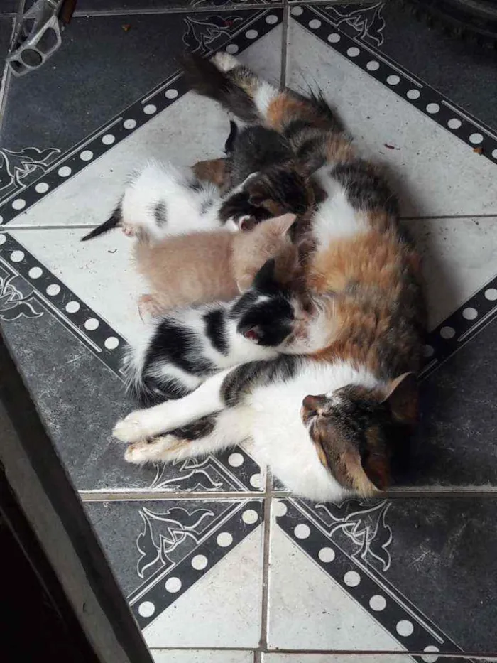 Gato raça  idade Abaixo de 2 meses nome Deixo para vocês por