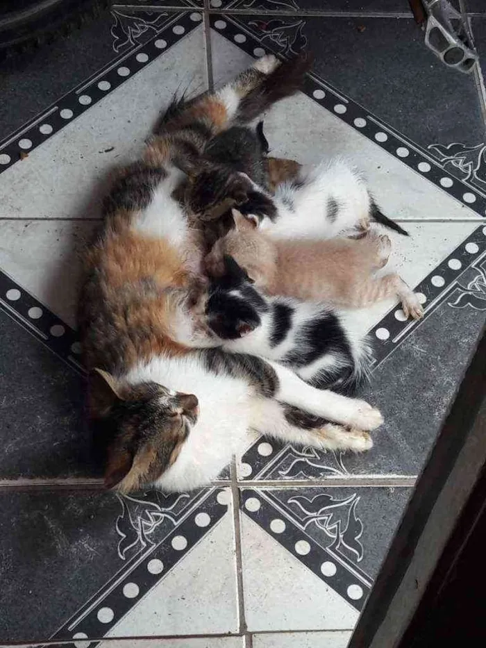 Gato raça  idade Abaixo de 2 meses nome Deixo para vocês por