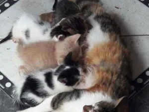 Gato raça  idade Abaixo de 2 meses nome Deixo para vocês por