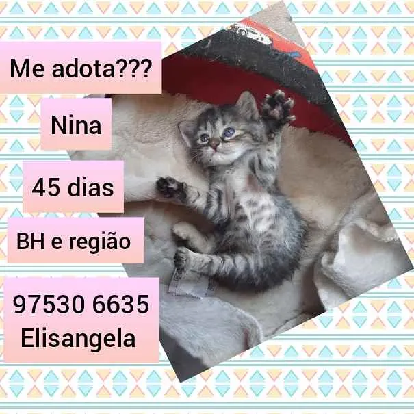 Gato raça SRD idade Abaixo de 2 meses nome Nina