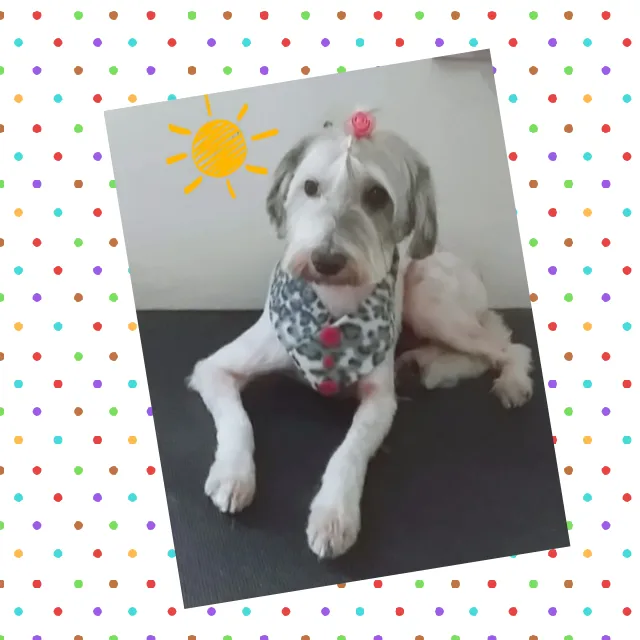 Cachorro ra a SRD idade 2 anos nome Flora