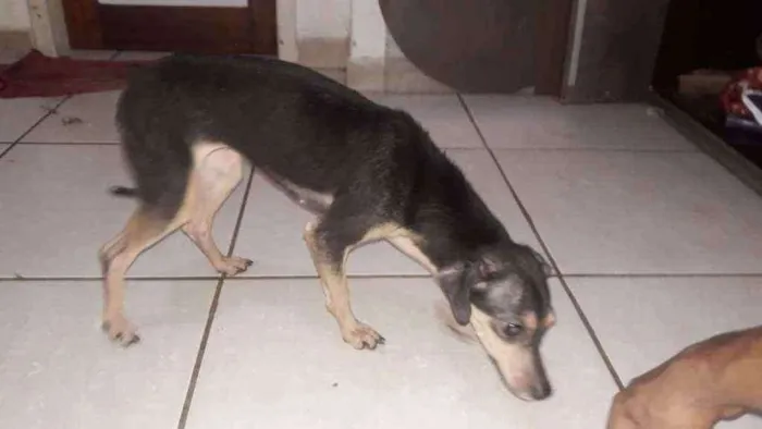 Cachorro raça  idade 4 anos nome Sem nome