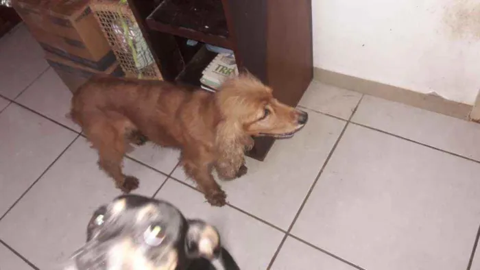 Cachorro raça  idade 4 anos nome Sem nome