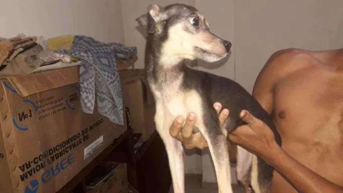 Cachorro raça  idade  nome Sem nome