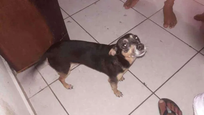 Cachorro raça  idade 2 anos nome Sem nome