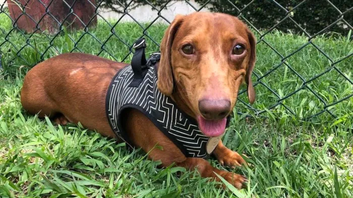 Cachorro ra a Dachshund idade 4 anos nome Kenji