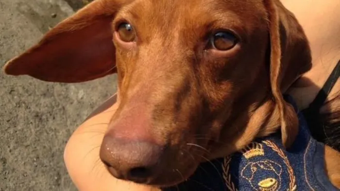 Cachorro ra a Dachshund idade 4 anos nome Kenji