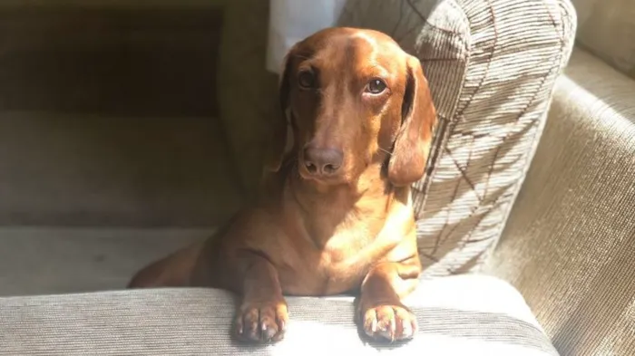 Cachorro ra a Dachshund idade 4 anos nome Kenji