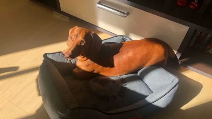 Cachorro ra a Dachshund idade 4 anos nome Kenji