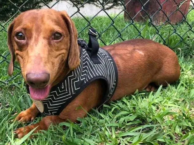 Cachorro ra a Dachshund idade 4 anos nome Kenji