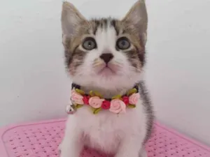 Gato raça Srd idade 2 a 6 meses nome Pink