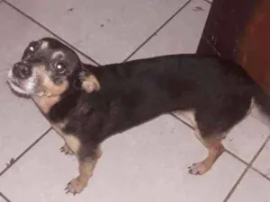 Cachorro raça  idade 2 anos nome Sem nome