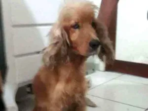 Cachorro raça  idade 2 anos nome Sem nome