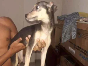 Cachorro raça  idade  nome Sem nome