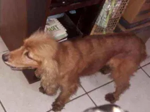 Cachorro raça  idade 4 anos nome Sem nome