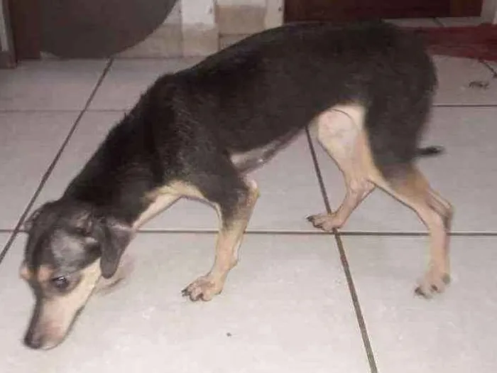 Cachorro raça  idade 4 anos nome Sem nome
