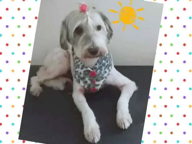 Cachorro ra a SRD idade 2 anos nome Flora