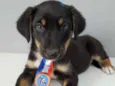 Romeu