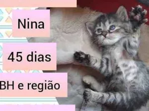 Gato raça SRD idade Abaixo de 2 meses nome Nina