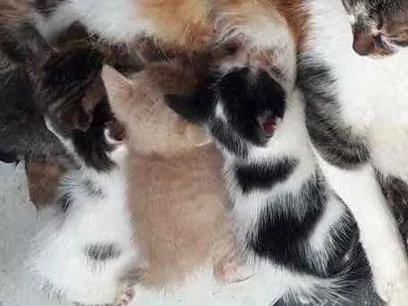 Gato raça  idade Abaixo de 2 meses nome Deixo para vocês por