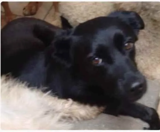 Cachorro ra a Srd idade 3 anos nome Flocks