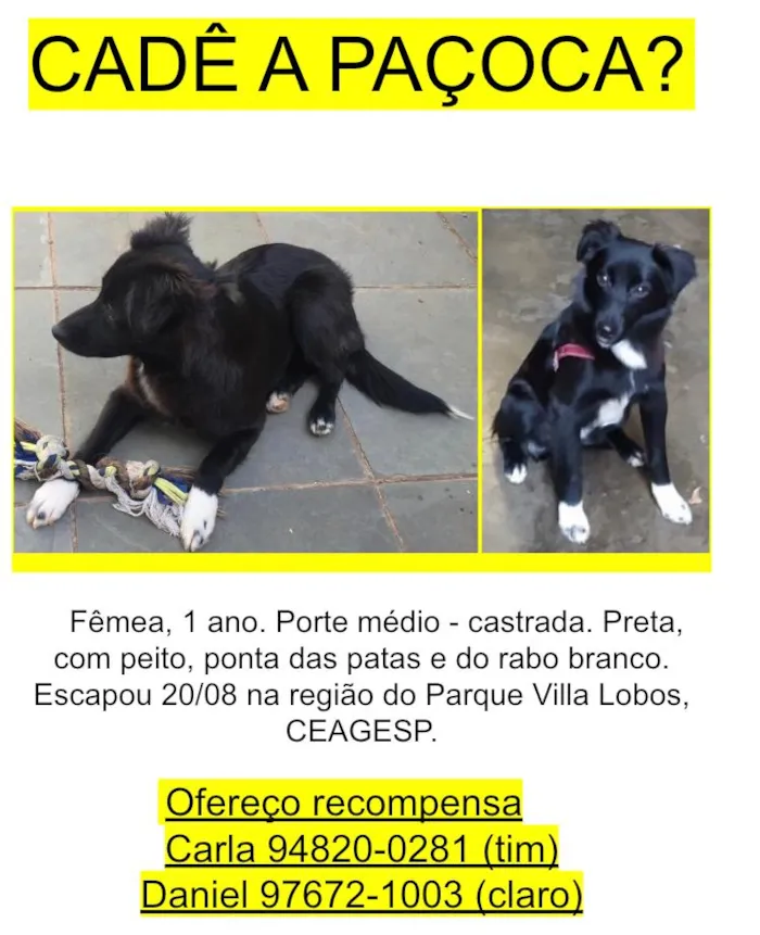 Cachorro ra a Vira Lata idade 1 ano nome Paçoca