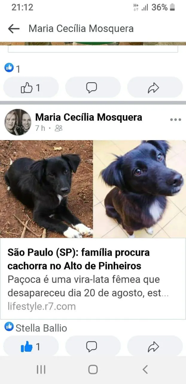 Cachorro ra a Vira Lata idade 1 ano nome Paçoca