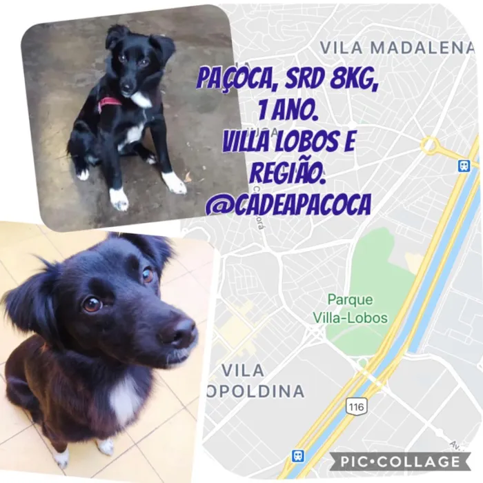 Cachorro ra a Vira Lata idade 1 ano nome Paçoca