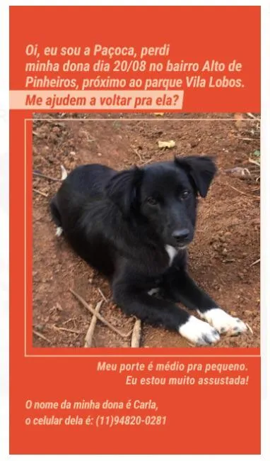 Cachorro ra a Vira Lata idade 1 ano nome Paçoca