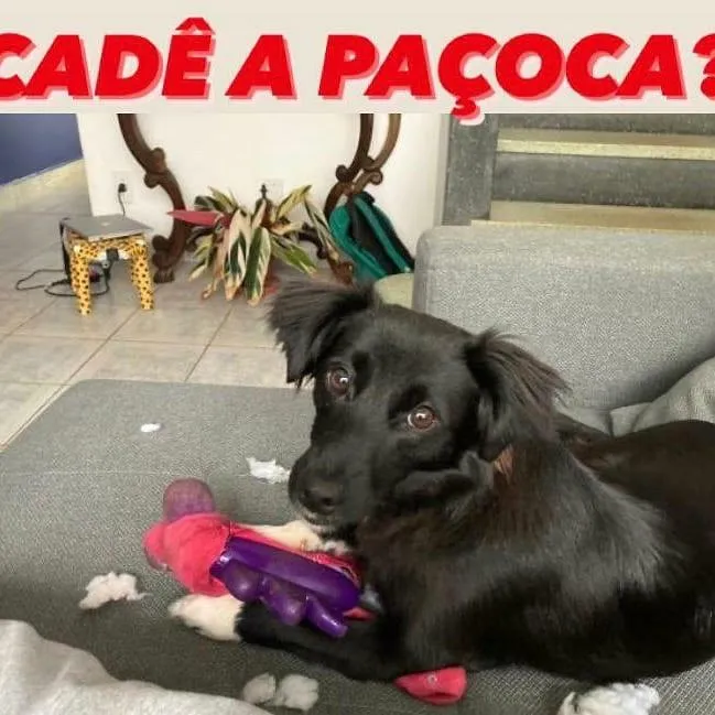 Cachorro ra a Vira Lata idade 1 ano nome Paçoca