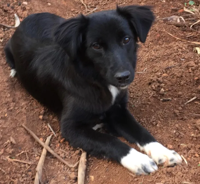 Cachorro ra a Vira Lata idade 1 ano nome Paçoca