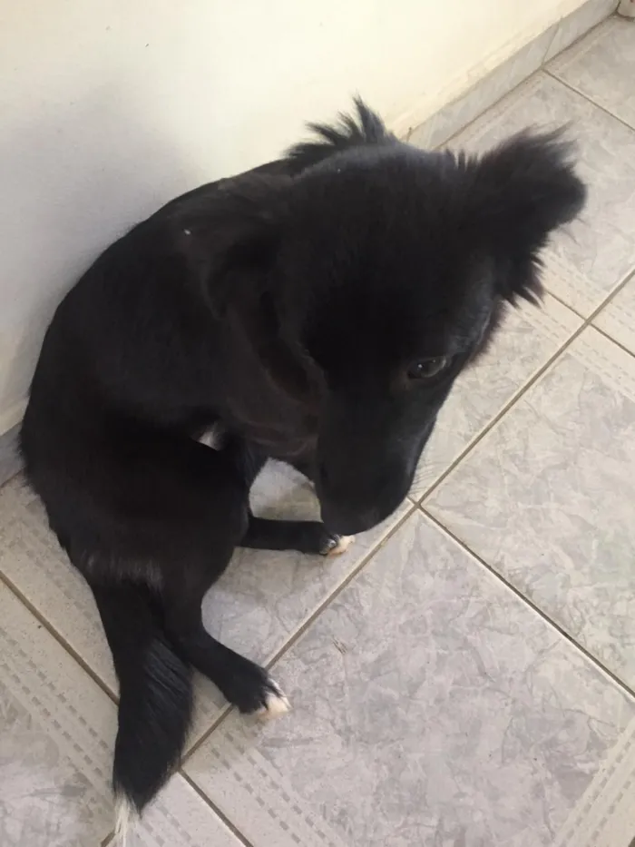 Cachorro ra a Vira Lata idade 1 ano nome Paçoca