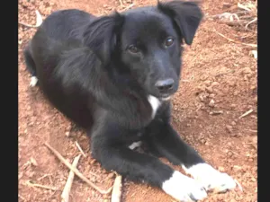 Cachorro raça Vira Lata idade 1 ano nome Paçoca