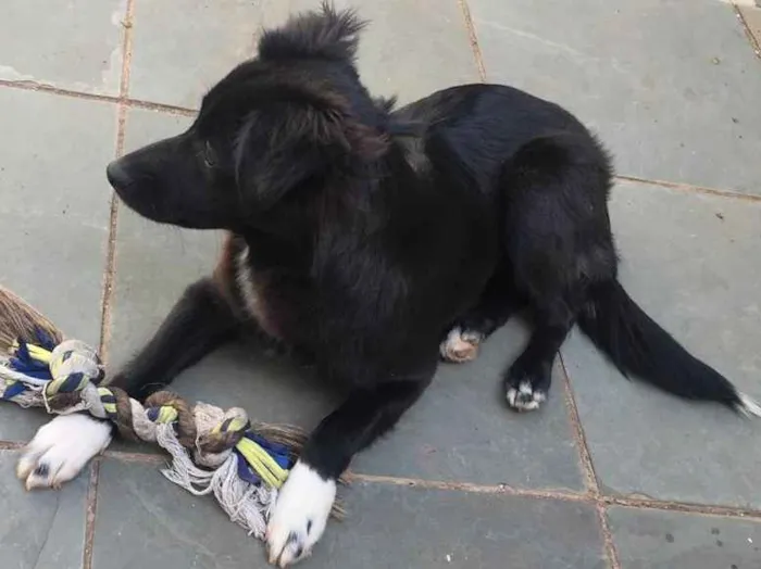 Cachorro ra a Vira Lata idade 1 ano nome Paçoca